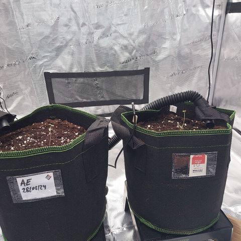 Pineapple Express Auto growlog timeline photo