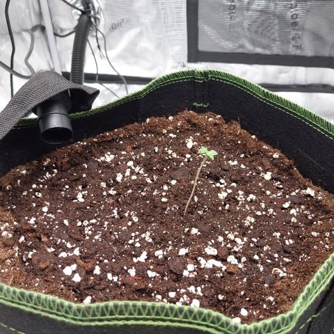 Pineapple Express Auto growlog timeline photo