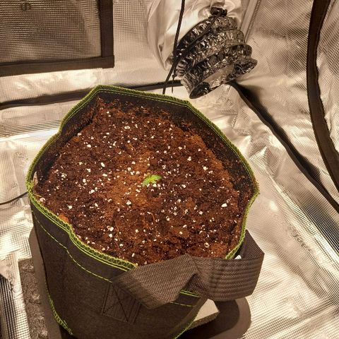 Pineapple Express Auto growlog timeline photo
