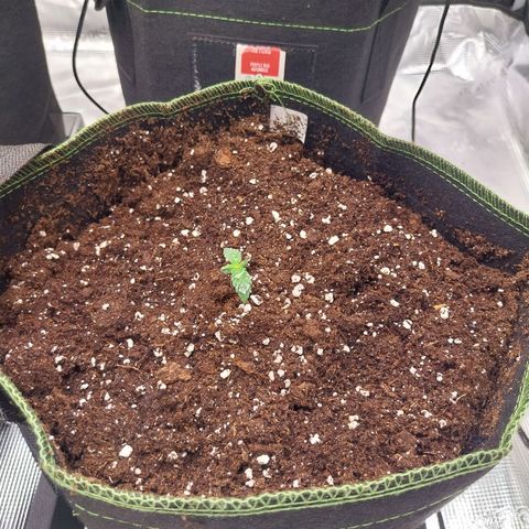 Pineapple Express Auto growlog timeline photo