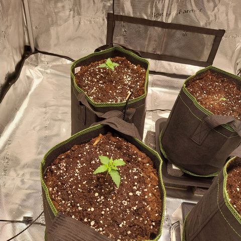 Pineapple Express Auto growlog timeline photo