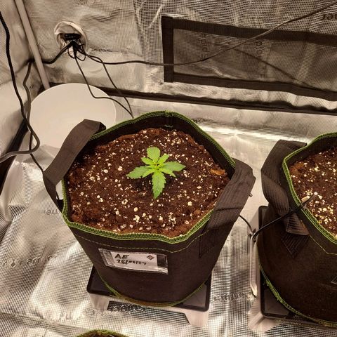 Pineapple Express Auto growlog timeline photo