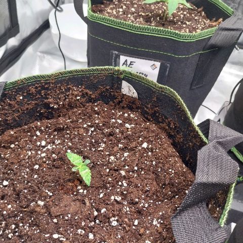 Pineapple Express Auto growlog timeline photo
