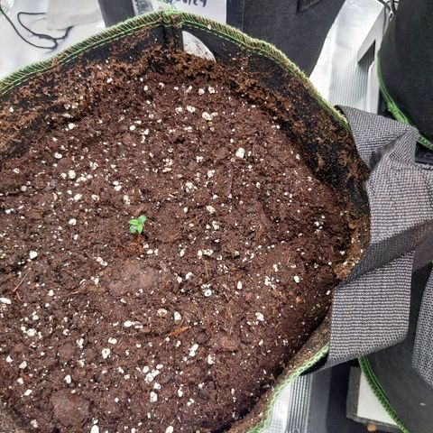 Pineapple Express Auto growlog timeline photo