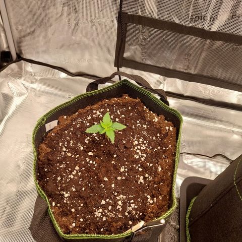 Pineapple Express Auto growlog timeline photo