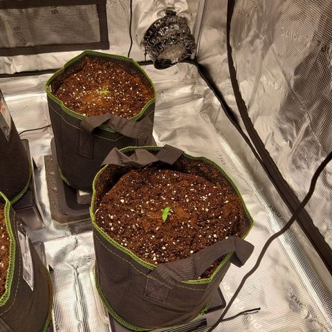 Pineapple Express Auto growlog timeline photo