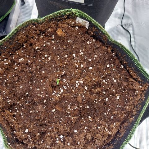 Pineapple Express Auto growlog timeline photo