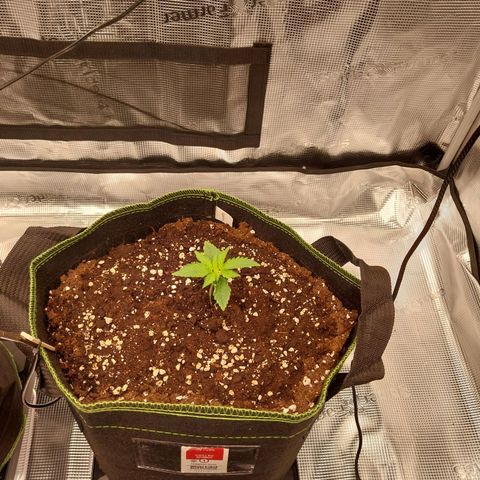 Pineapple Express Auto growlog timeline photo
