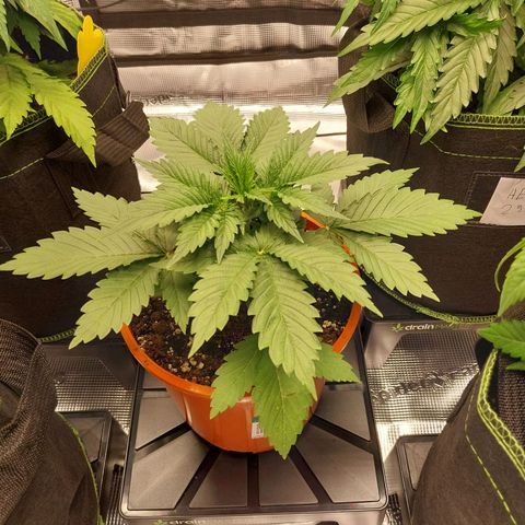 Pineapple Express Auto growlog timeline photo
