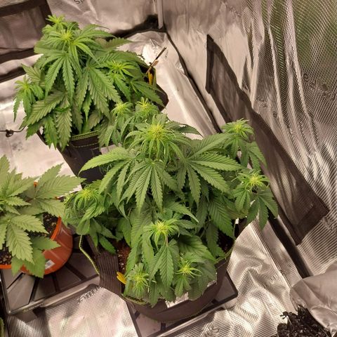 Pineapple Express Auto growlog timeline photo