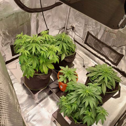 Pineapple Express Auto growlog timeline photo