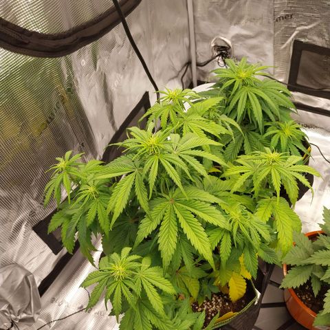 Pineapple Express Auto growlog timeline photo
