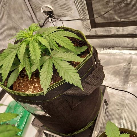 Pineapple Express Auto growlog timeline photo