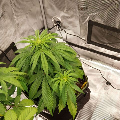 Pineapple Express Auto growlog timeline photo