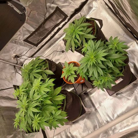 Pineapple Express Auto growlog timeline photo