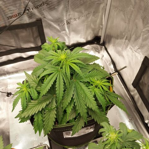 Pineapple Express Auto growlog timeline photo