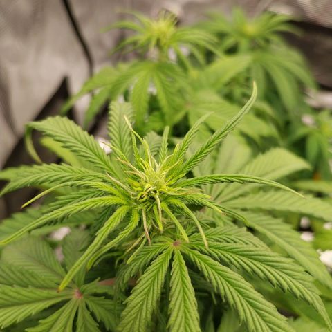 Pineapple Express Auto growlog timeline photo