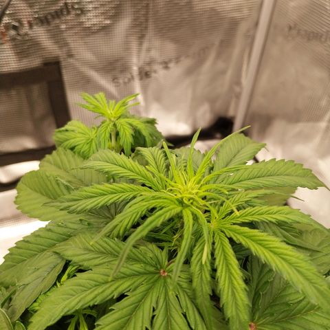 Pineapple Express Auto growlog timeline photo