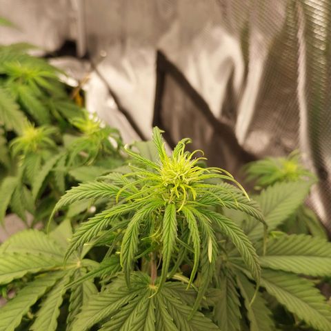 Pineapple Express Auto growlog timeline photo