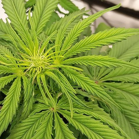 Pineapple Express Auto growlog timeline photo