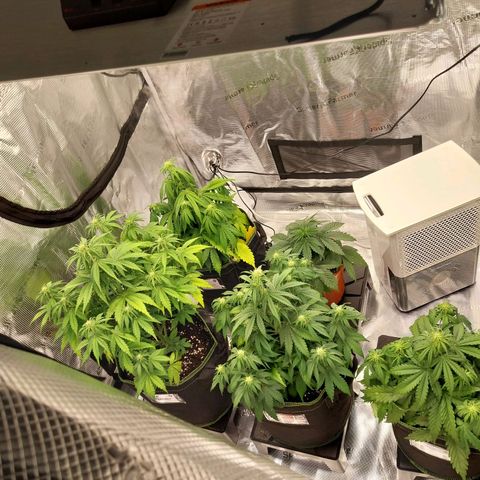 Pineapple Express Auto growlog timeline photo