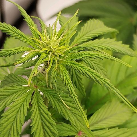 Pineapple Express Auto growlog timeline photo