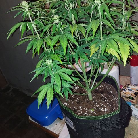 Pineapple Express Auto growlog timeline photo