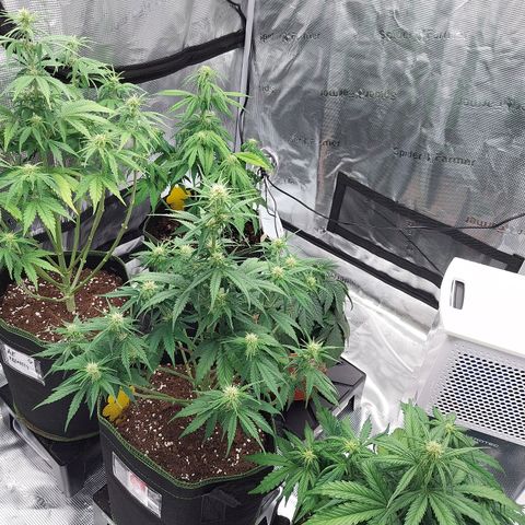 Pineapple Express Auto growlog timeline photo
