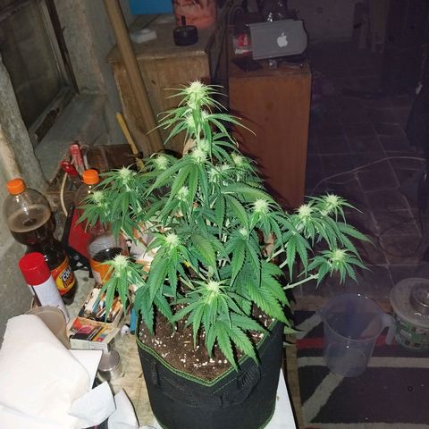 Pineapple Express Auto growlog timeline photo