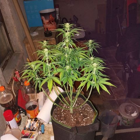Pineapple Express Auto growlog timeline photo