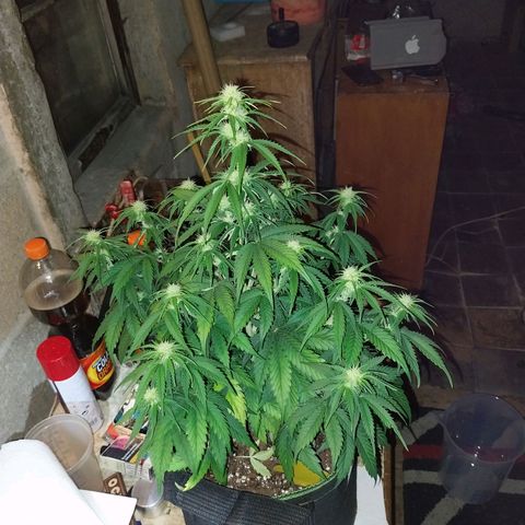 Pineapple Express Auto growlog timeline photo
