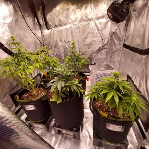 Pineapple Express Auto growlog timeline photo