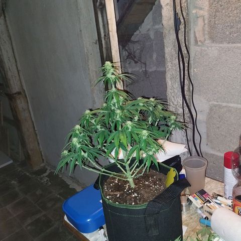 Pineapple Express Auto growlog timeline photo