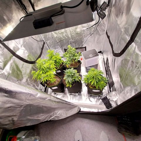 Pineapple Express Auto growlog timeline photo