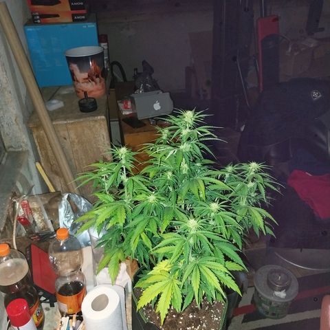 Pineapple Express Auto growlog timeline photo