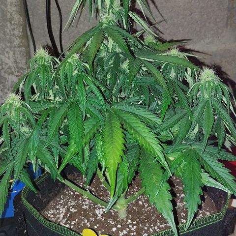 Pineapple Express Auto growlog timeline photo