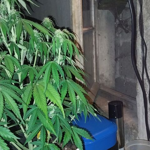 Pineapple Express Auto growlog timeline photo