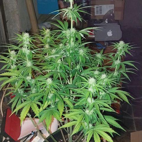 Pineapple Express Auto growlog timeline photo