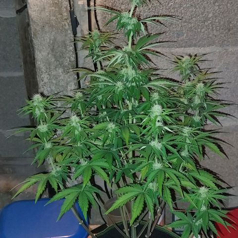 Pineapple Express Auto growlog timeline photo
