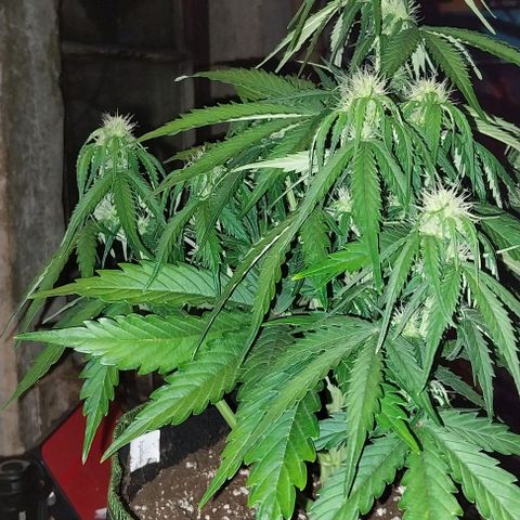 Pineapple Express Auto growlog timeline photo