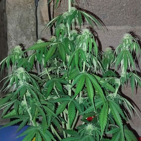 Pineapple Express Auto growlog timeline photo