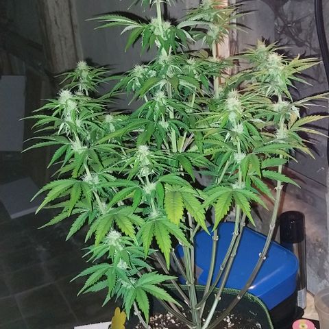 Pineapple Express Auto growlog timeline photo