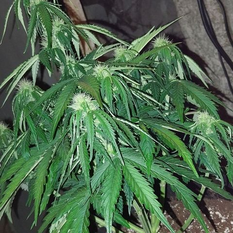 Pineapple Express Auto growlog timeline photo