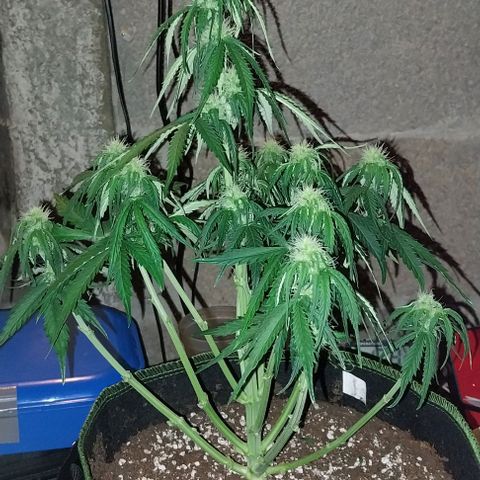 Pineapple Express Auto growlog timeline photo