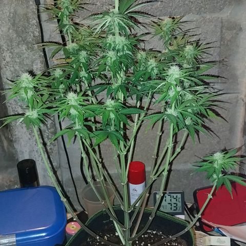 Pineapple Express Auto growlog timeline photo
