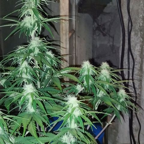 Pineapple Express Auto growlog timeline photo