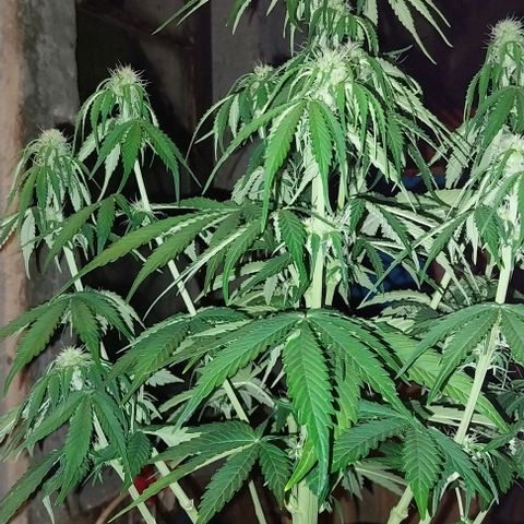 Pineapple Express Auto growlog timeline photo