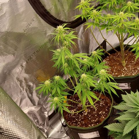 Pineapple Express Auto growlog timeline photo