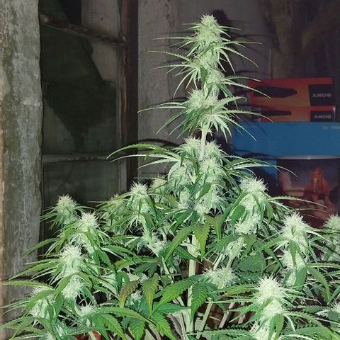 Pineapple Express Auto growlog timeline photo
