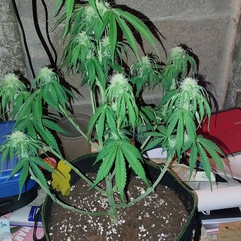 Pineapple Express Auto growlog timeline photo